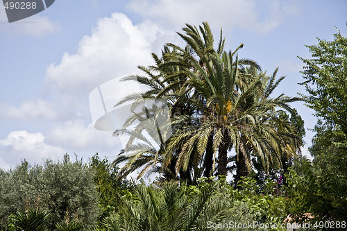 Image of Palms