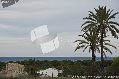 Image of Palms