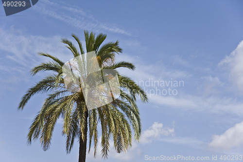 Image of Palm