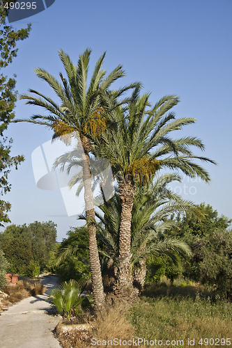Image of Palms