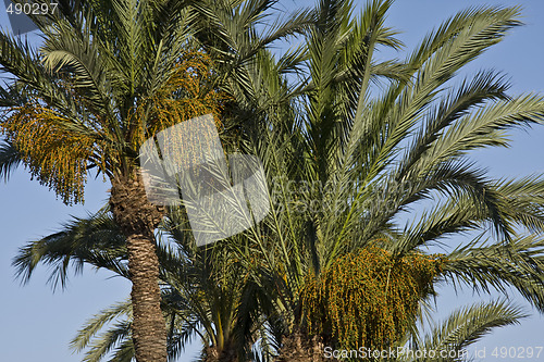 Image of Palms