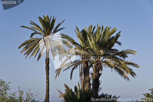 Image of Palms