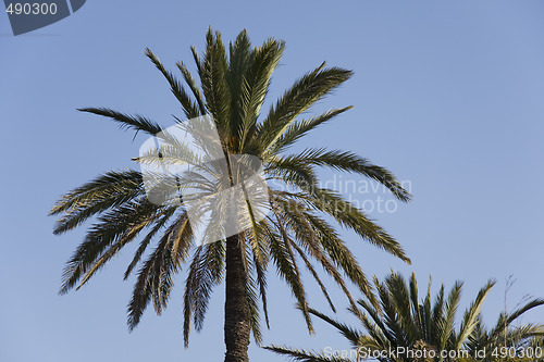 Image of Palms