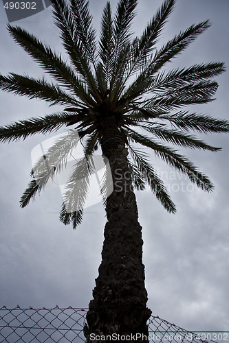 Image of Palm