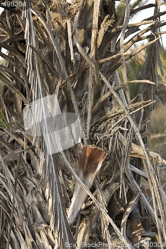 Image of Palms