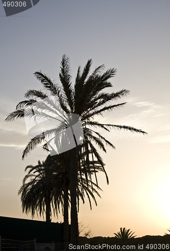 Image of Palms