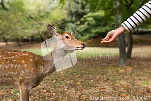 Image of Feeding little deer