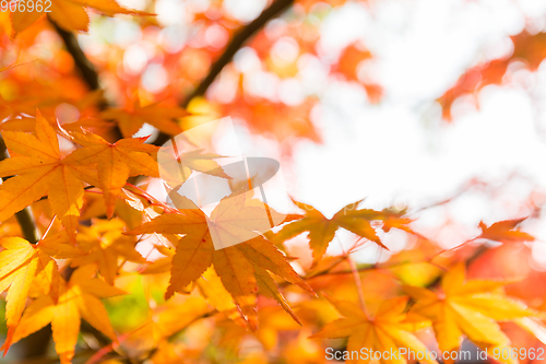 Image of Autumn Maple