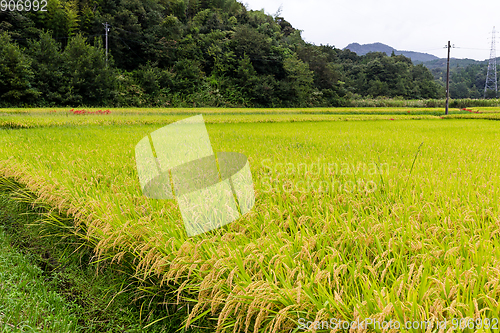 Image of Rice field 