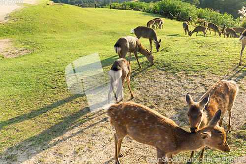 Image of Deer in Nara