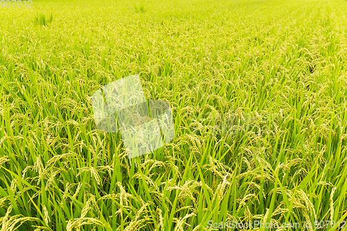 Image of Rice field