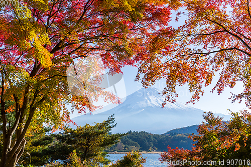 Image of Fuji and Red Maple 