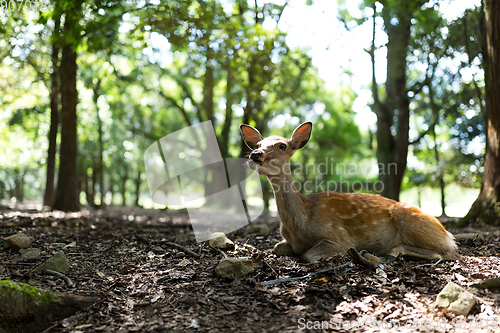 Image of Wild deer in Nara park