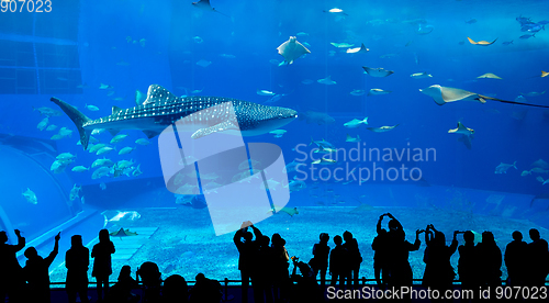 Image of Aquarium in okinawa