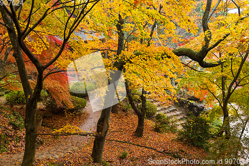 Image of Maple tree in autumn season