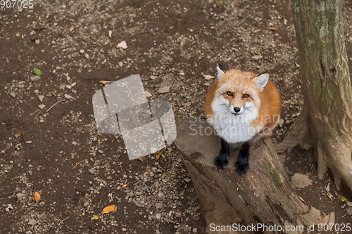 Image of Red fox looking up