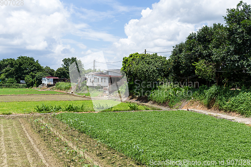 Image of Green field in countryside