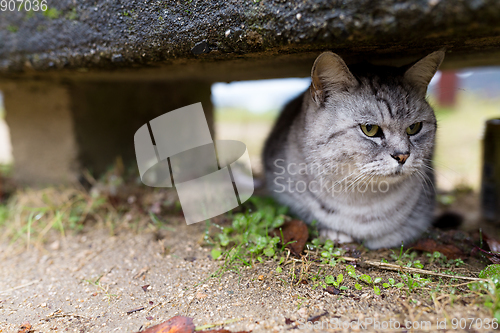 Image of Street cat hide under the seat