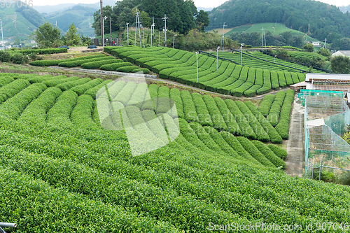 Image of Tea plantation Cameron 