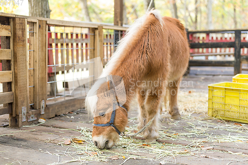 Image of Horse eating grass in farm