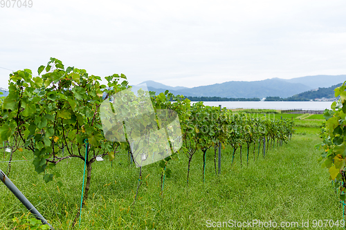 Image of Grape farm garden