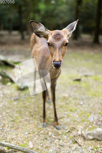 Image of Nara park and a deer