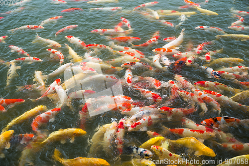 Image of Koi fish pond
