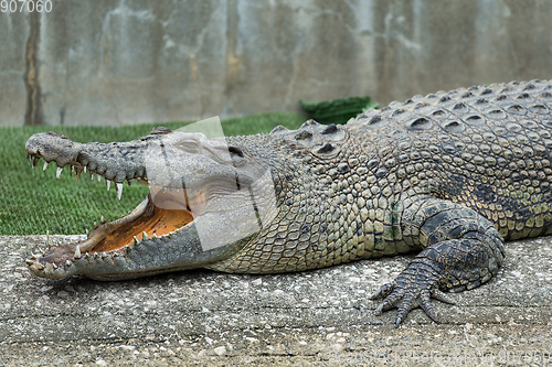 Image of Crocodile open mouth