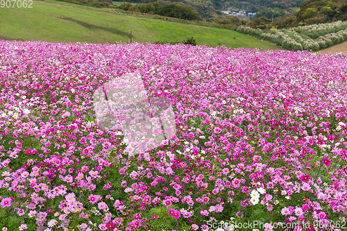 Image of Cosmos flower farm