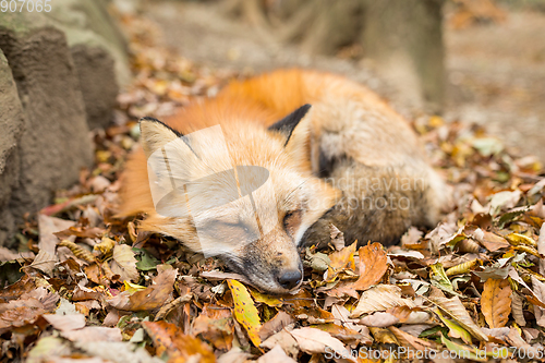 Image of Fox sleeping on leaves