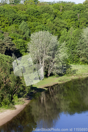 Image of spring trees