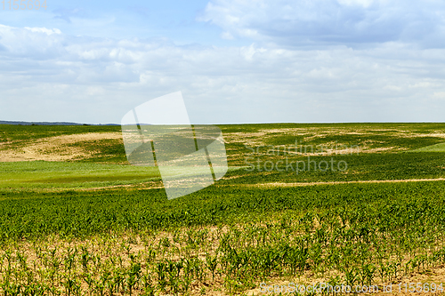 Image of spring landscape green corn field