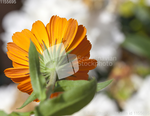 Image of calendula details