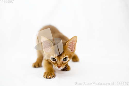 Image of Abyssinian kitten