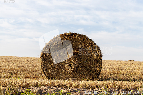 Image of barley landscape