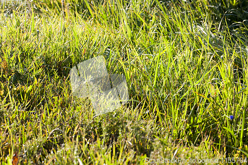 Image of grass with dew