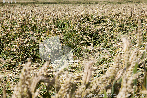 Image of wheat field