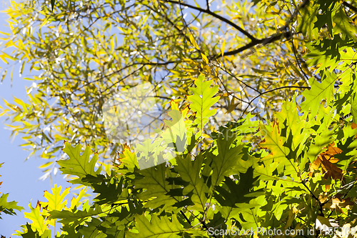 Image of oak , autumn