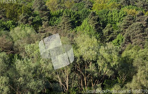 Image of mixed forest