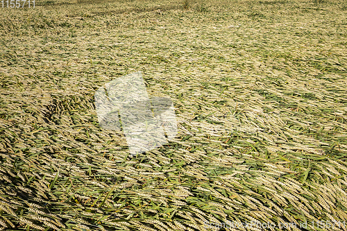 Image of wheat after storm