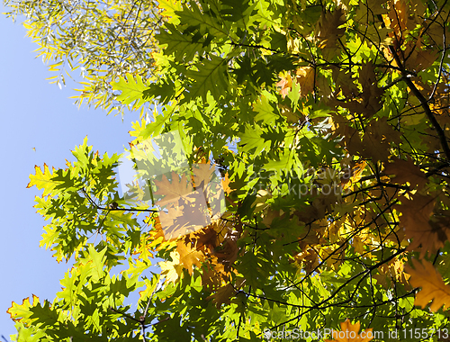 Image of yellow oak