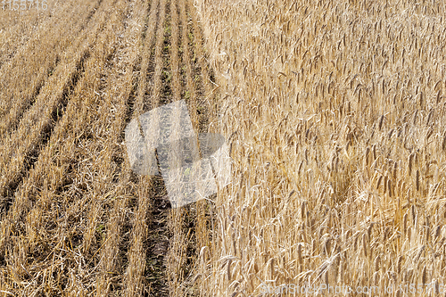 Image of half field