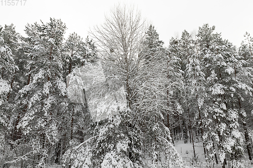 Image of forest in hoar