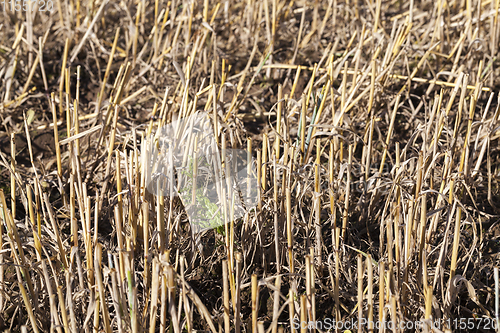 Image of field wheat