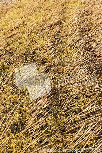 Image of oat stubble