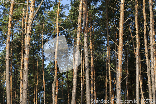Image of pine tree