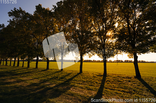 Image of Deciduous trees