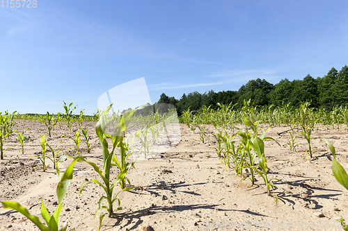 Image of row of corn