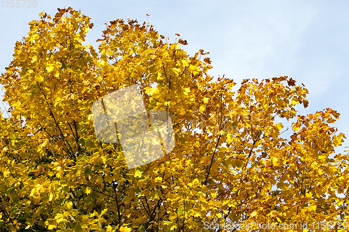 Image of yellow maple