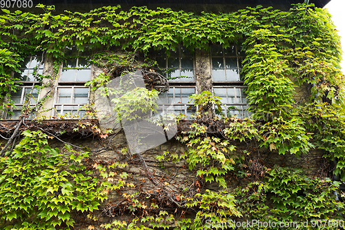 Image of Ivy creeper on a wall surrounding window